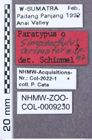 Etikett zu Ampedus schawalleri (Schimmel, 1993)